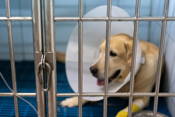 生病的狗。图片下载