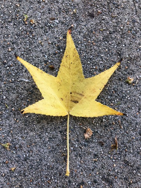 孤立的黄色枫叶与混凝土背景图片下载