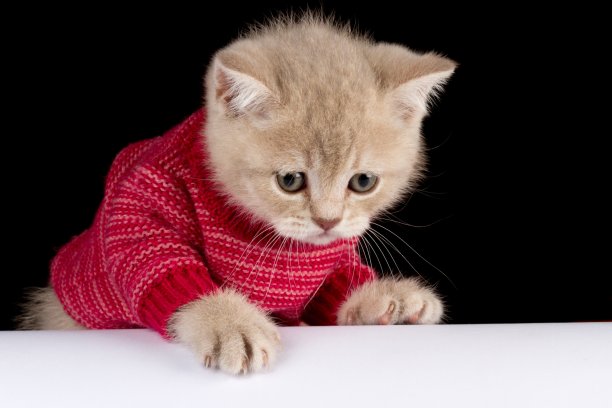 小猫。图片下载