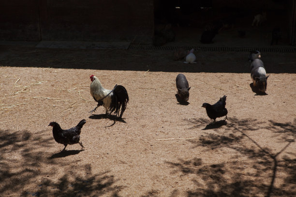 有家畜的乡村庭院图片下载