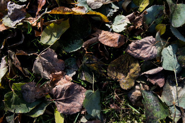 带着露水的落叶。秋天橡树叶。水滴在秋天橡树叶子特写。地面上的雨点覆盖着干燥的秋叶。特写照片。图片下载