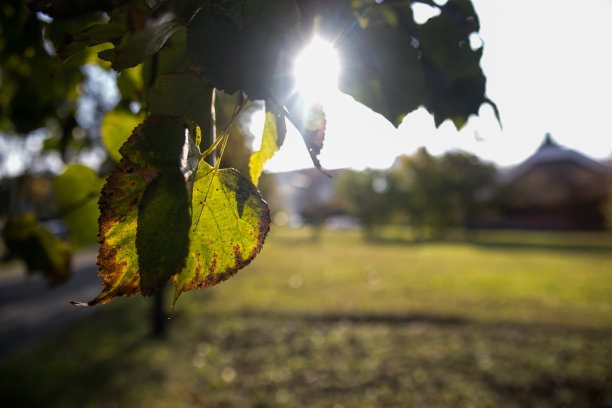 带着露水的落叶。秋天橡树叶。水滴在秋天橡树叶子特写。地面上的雨点覆盖着干燥的秋叶。特写照片。图片下载