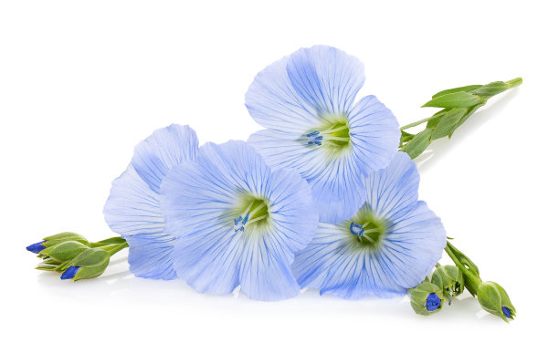 孤立在白色上的亚麻花图片下载