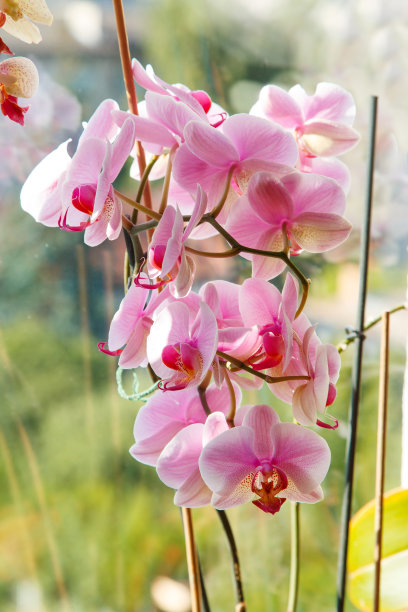 美丽的兰花图片下载