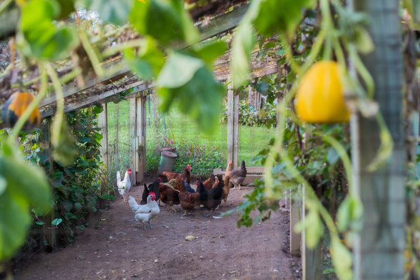 坐在院子里的朋友们图片下载
