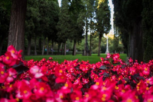 红色的花图片下载