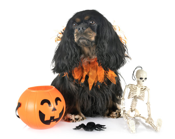 骑士查理王图片下载