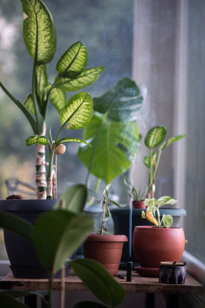 窗台上花盆里的花图片下载