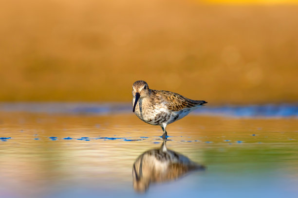 水鸟和五彩缤纷的大自然背景。常见的水鸟:鹬。Calidris ferruginea。图片下载