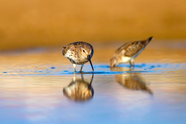 水鸟和五彩缤纷的大自然背景。常见的水鸟:鹬。Calidris ferruginea。图片下载