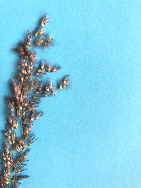 蓝色背景上的干燥植物。图片下载