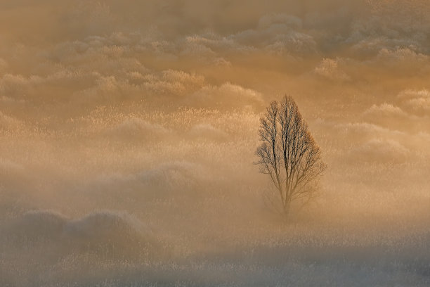 日出在雾蒙蒙的森林上空图片下载