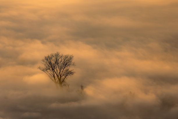 日出在雾蒙蒙的森林上空图片下载