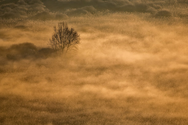 日出在雾蒙蒙的森林上空图片下载