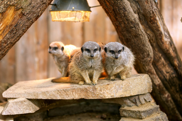 群猫鼬图片下载