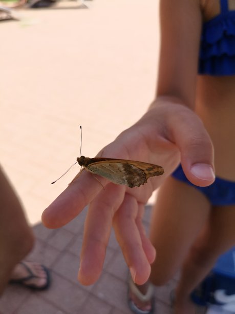 蝴蝶在手边图片下载