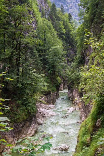 风景图片的野生水溪在森林在泰洛，奥地利图片下载