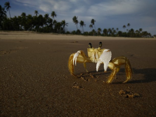 海滩上的黄色螃蟹图片下载