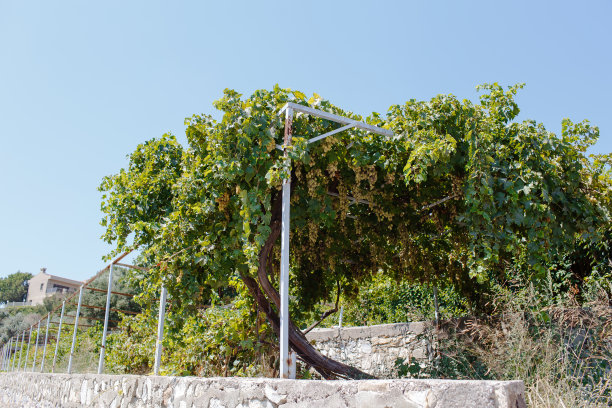 长着绿葡萄的葡萄藤图片下载