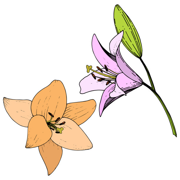 向量粉红和橙色百合花植物花。艺术雕刻墨水。孤立百合插图元素。图片下载