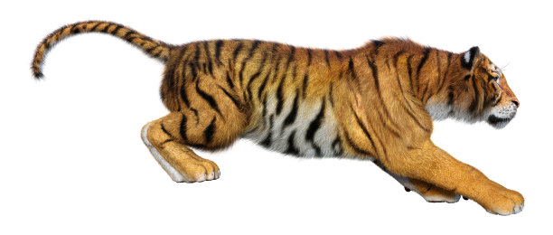 3D插图大猫老虎在白色图片下载