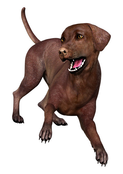 3D插图拉布拉多狗在白色图片下载