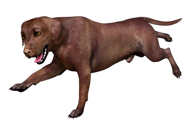 3D插图拉布拉多狗在白色图片下载