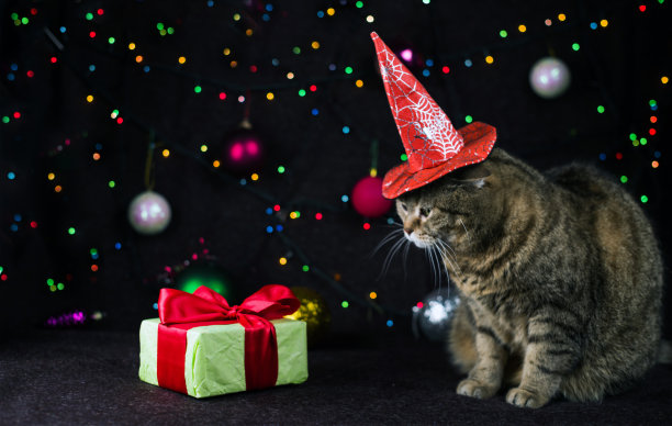 猫咪看着一个在节日灯光背景下放着礼物的盒子。图片下载