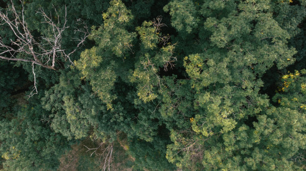 鸟瞰图一片绿色的森林。库存图片图片下载