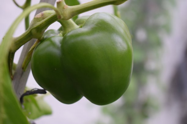 绿辣椒图片下载