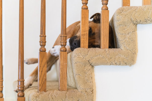 黑嘴狗在房子的楼梯上休息。图片下载