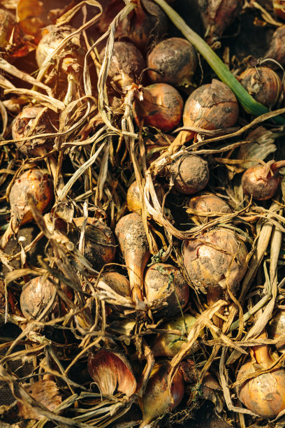 一堆有机洋葱图片下载