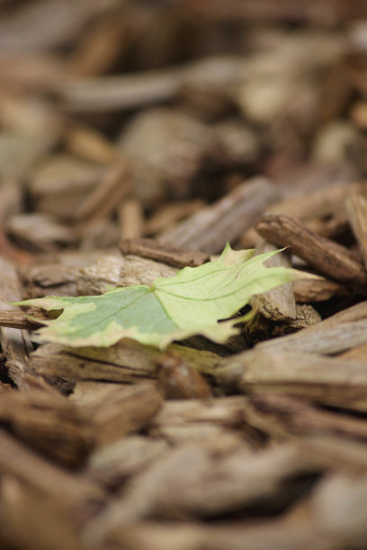 单片绿色斑驳的梧桐(假悬铃木槭)叶子躺在地上，被树皮覆盖的木屑覆盖，聚焦在中景照片图片下载