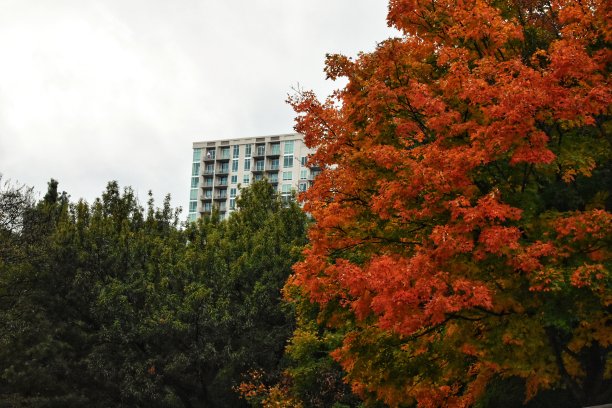 明亮的秋叶在城市中展出图片下载