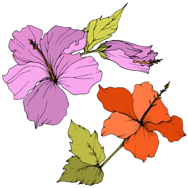 芙蓉花属植物的花媒。艺术雕刻墨水。孤立的木槿插图元素上的白色背景。图片下载