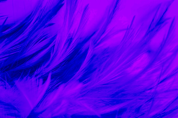 美丽的特写纹理抽象多彩的暗黑色和紫色羽毛和深蓝色图案羽毛墙纸和背景图片下载
