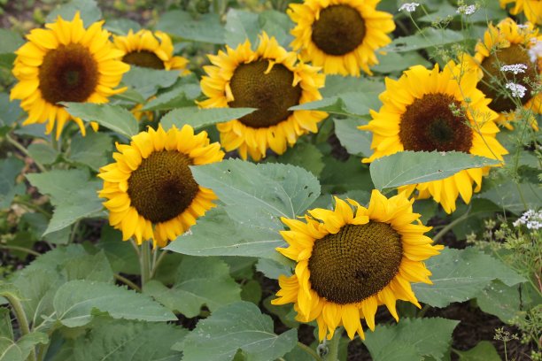 苏格兰向日葵的特写图片下载