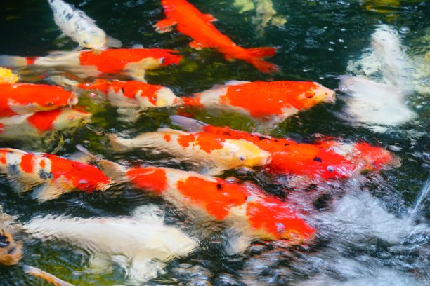 花式鲤鱼或锦鲤图片下载