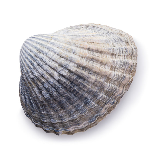 贝壳孤立在白色背景，俯视图。带点蓝色图片下载