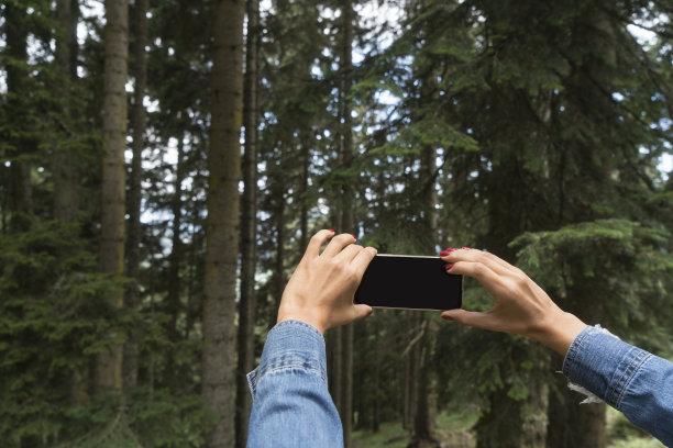 女人用智能手机拍树图片下载