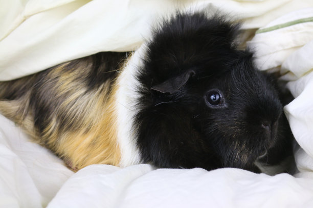 橙色/姜，黑色，白色的短毛阿比西尼亚豚鼠/玳瑁豚鼠的图像，隐藏在羽绒被的特写照片图片下载