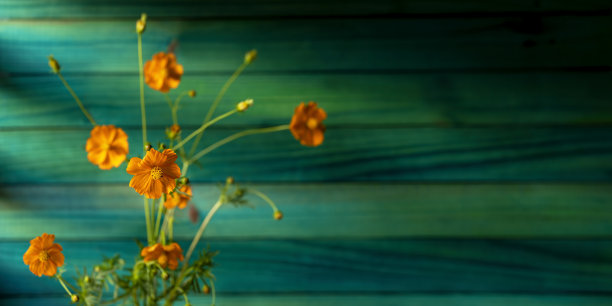 鲜艳的橘色宇宙花与绿色和绿松石色木制面板抽象背景。图片下载