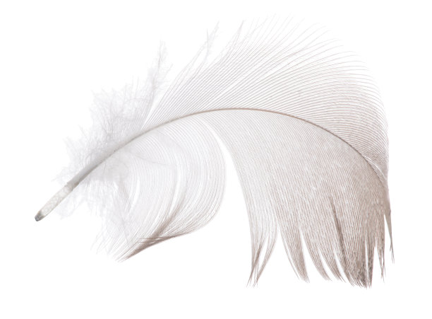深灰色羽毛卷曲在白色上图片下载