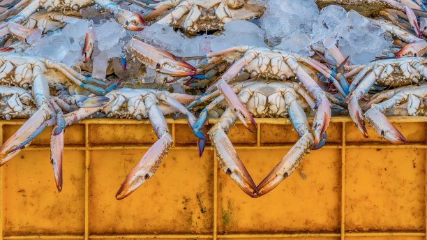 阿联酋迪拜鱼市上出售的装满新鲜螃蟹的板条箱图片下载