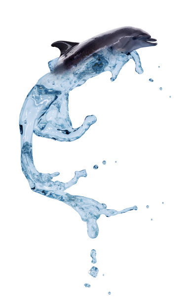 多普林从蓝水中跳起图片下载