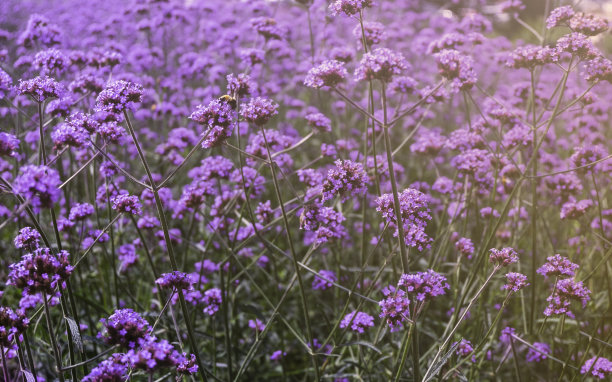美丽的颜色，新鲜的紫色花朵盛开，紫色薰衣草的背景与柔和的光。图片下载