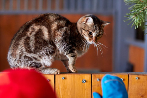 猫挣脱了孩子的手。孩子伸手去摸猫。图片下载