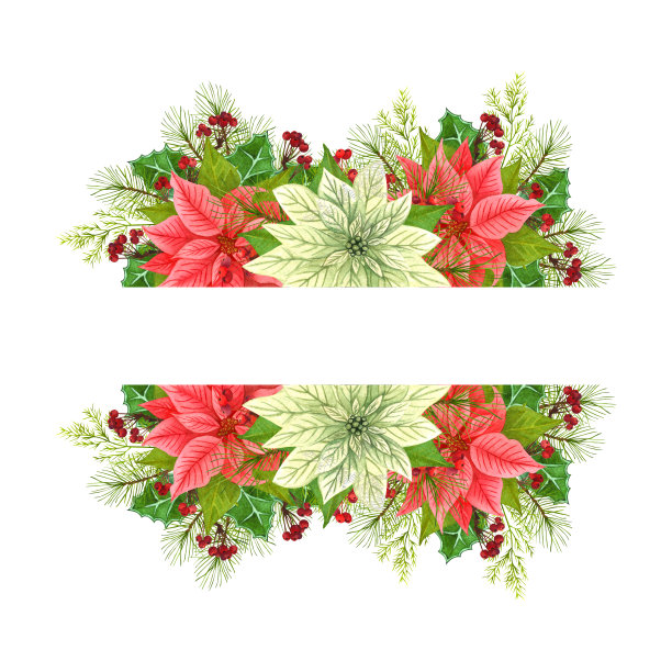 水彩圣诞一品红花边界。来自圣诞星和冬季植物的冬季装饰:冬青叶，带有红色浆果的干树枝和孤立在白色背景上的冷杉枝。图片下载