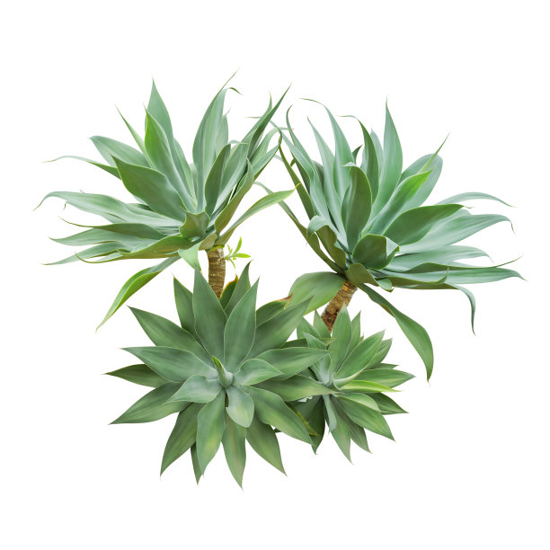 龙舌兰，狐尾龙舌兰植物孤立在白色背景图片下载