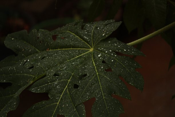 雨滴[水]滴在木瓜叶上图片下载